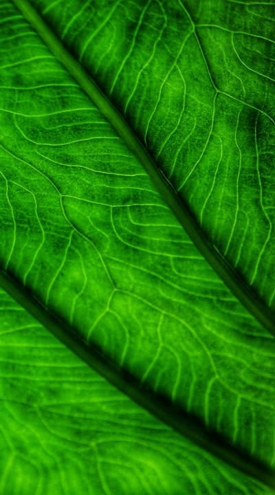 Proper watering is essential for green bean germination.