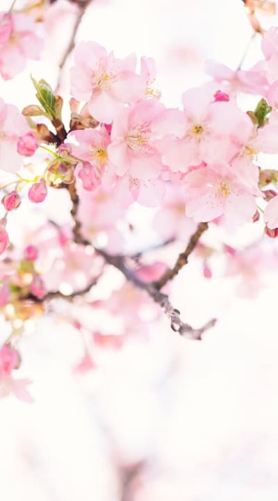Watering cut flower seeds at different growth stages