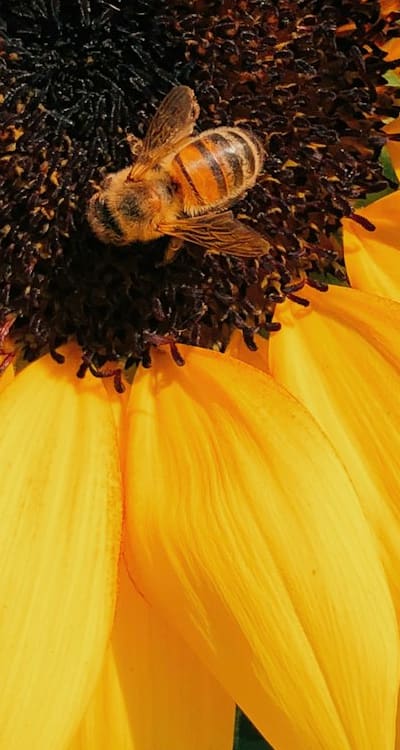 Watering biennial flower seeds for healthy growth and development