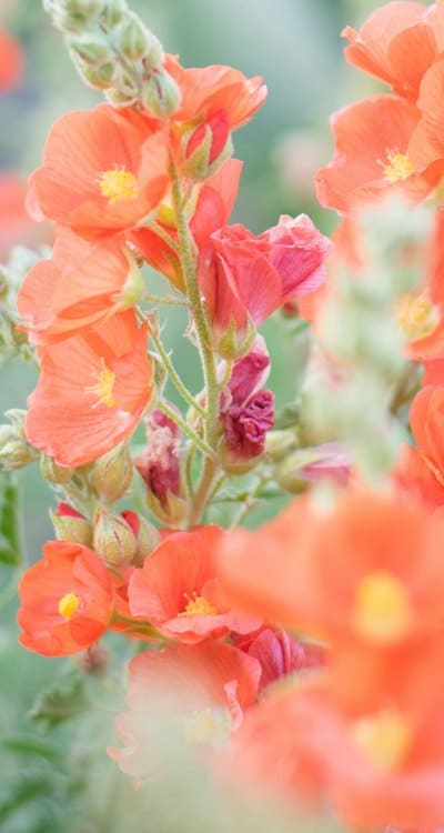 Watering flowers in a cottage garden.