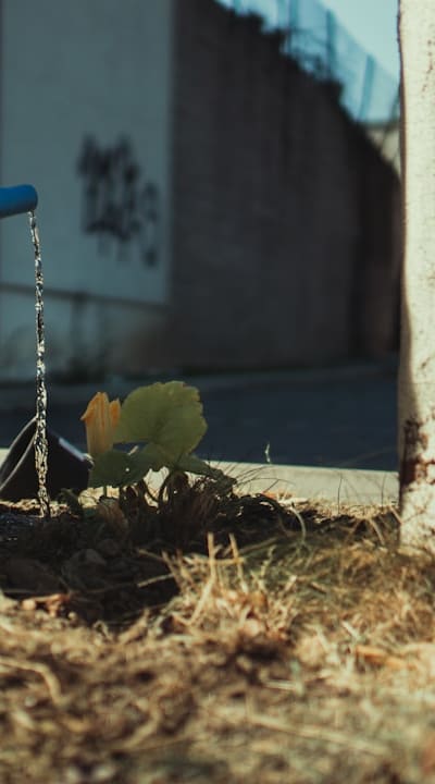 Proper watering is essential for successful germination and growth.