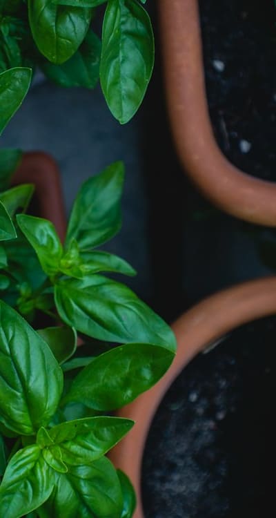 Spray bottle and watering can for gentle watering