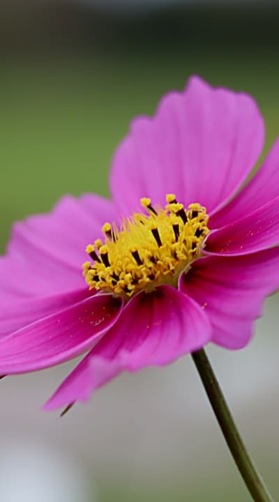 Proper watering is crucial for healthy wildflower growth.