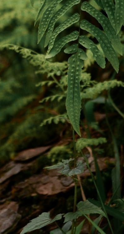 Organic gardening methods for pest and weed control.