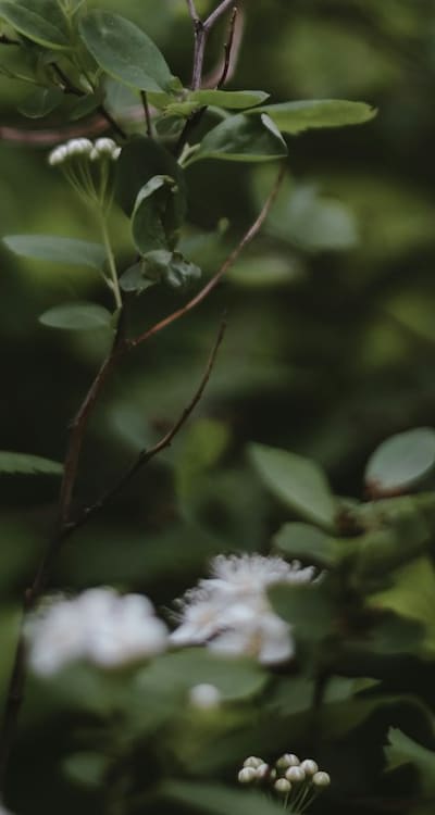 Persistent weeds can damage wildflower beds.