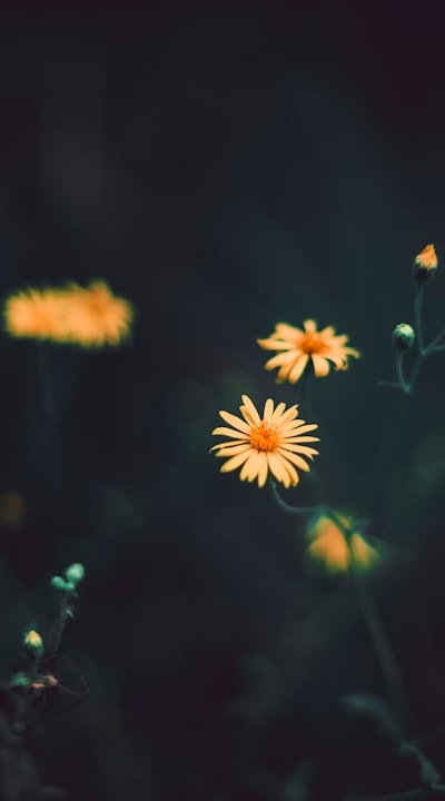 Regular maintenance and care for healthy nasturtiums