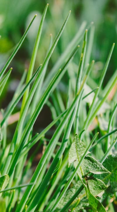 Perennial flowers and the battle against weeds