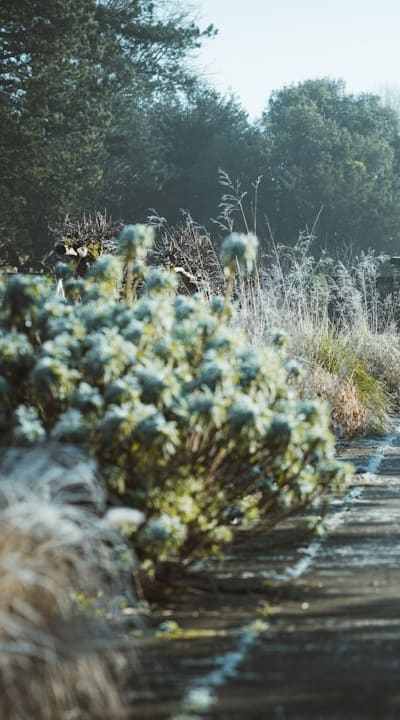 Garden pests, organic pest control methods