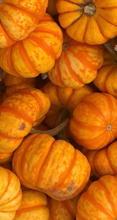 Weeds can become a nuisance in your squash patch, so implement effective weed control measures. Use organic mulch and practice companion planting with marigolds or nasturtiums. Alt Text: Healthy squash seedlings with marigold companion plants.