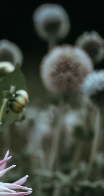 Alt text: Healthy Swiss Chard seedlings in a weed-free garden