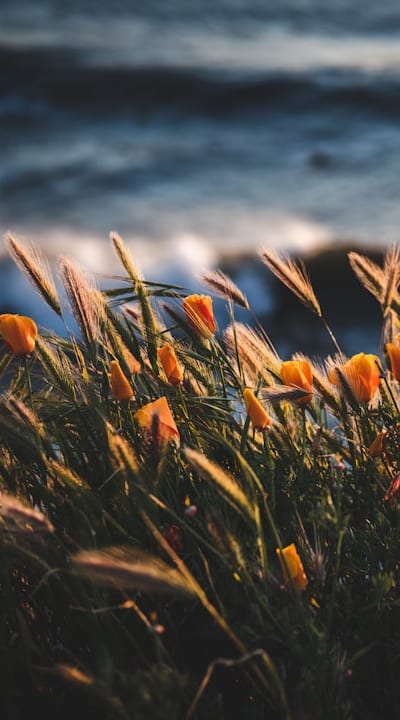 Alt text: Weeds can hinder the growth of delicate wildflower seedlings.