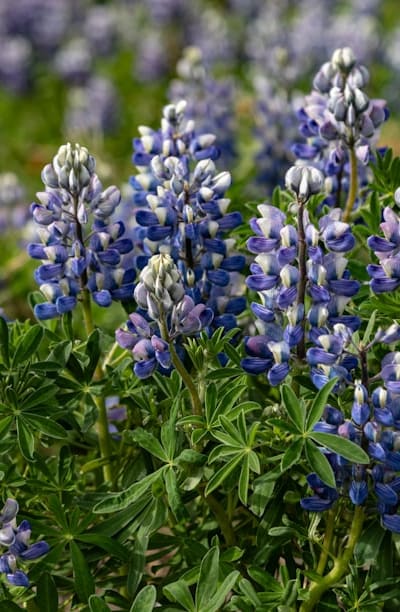 Gardening task, Wildflower seedlings maintenance