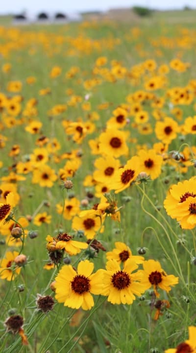 Pesky weeds competing with wildflowers for nutrients.