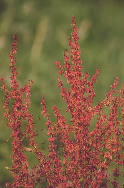 Weeding a wildflower garden, distinguishing between weeds and wildflowers.