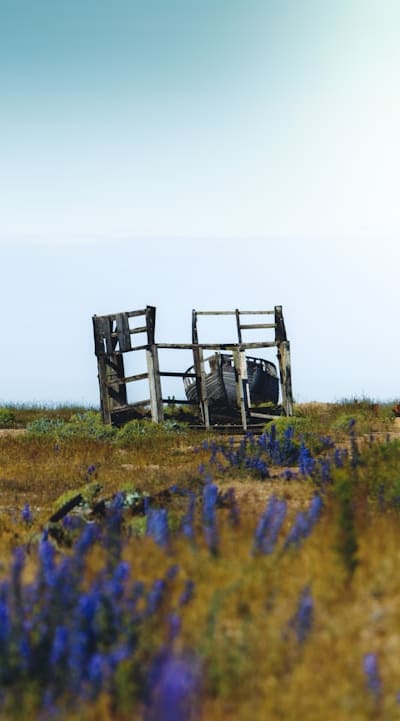 Caring for your wildflower seedlings for a vibrant display.