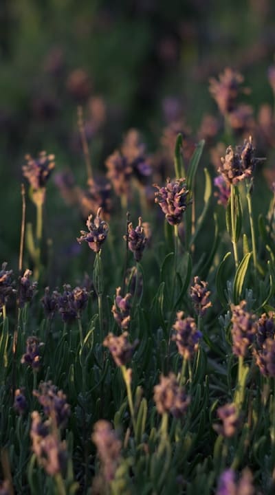 Creating vibrant and diverse wildflower meadows.