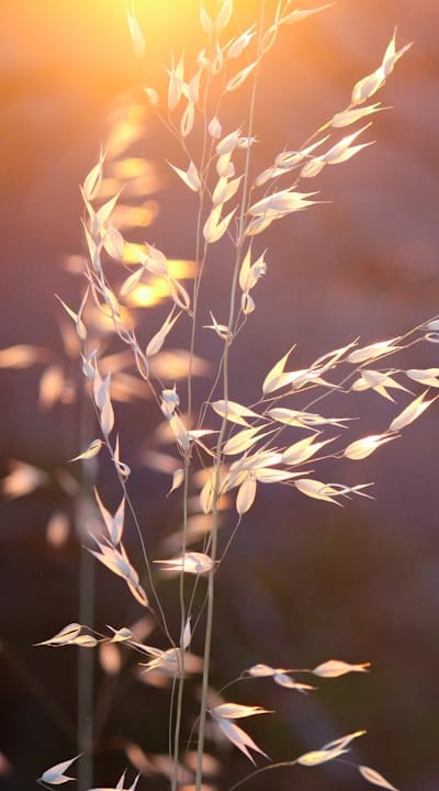 Addressing poor germination and weed competition in wildflower gardening.