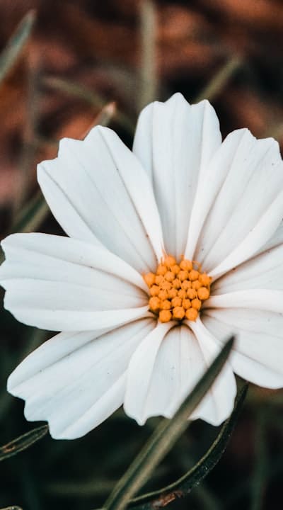 Choosing the perfect wildflower seed mixtures for your organic garden