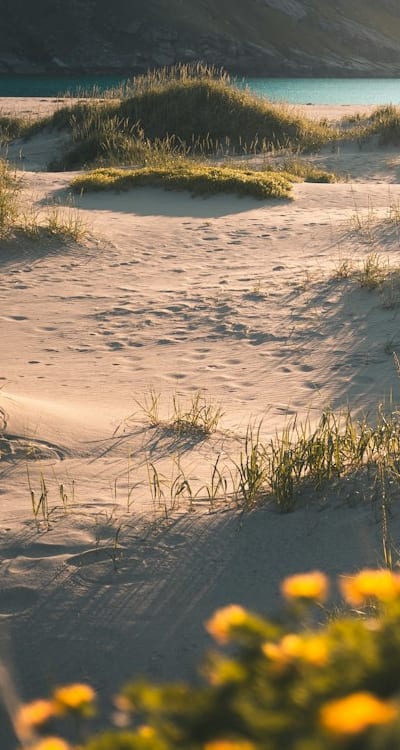 Common mistakes to avoid for a thriving wildflower garden