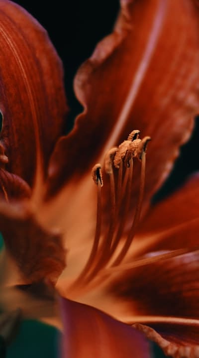 Captivating scents of popular wildflower seedlings