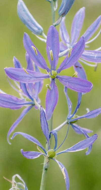 Digging a hole for wildflower seedlings: Size and spacing guidelines