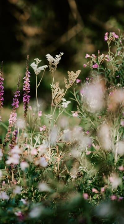 Alt text: A variety of colorful wildflowers in a garden setting.