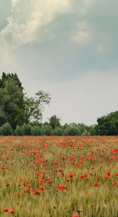 Create a unique and personalized garden with wildflower seeds.