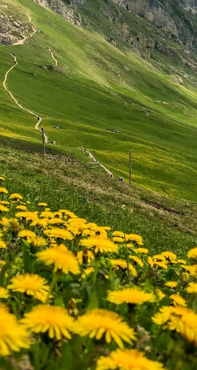 Researching native species for your region is key.