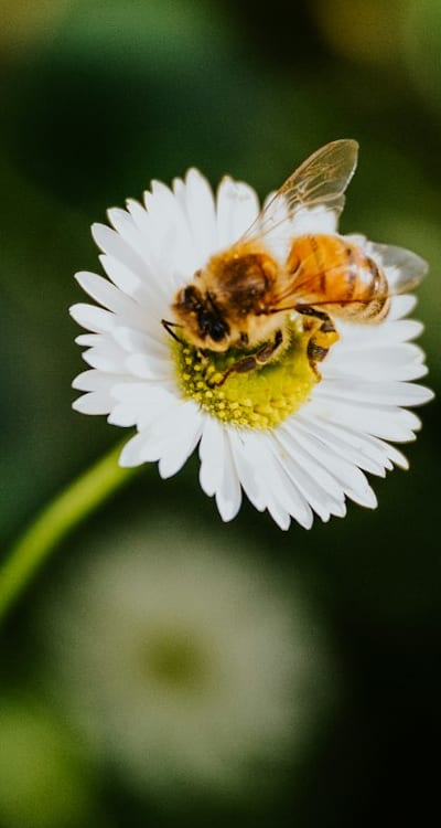 A vibrant wildflower meadow attracting beneficial pollinators.