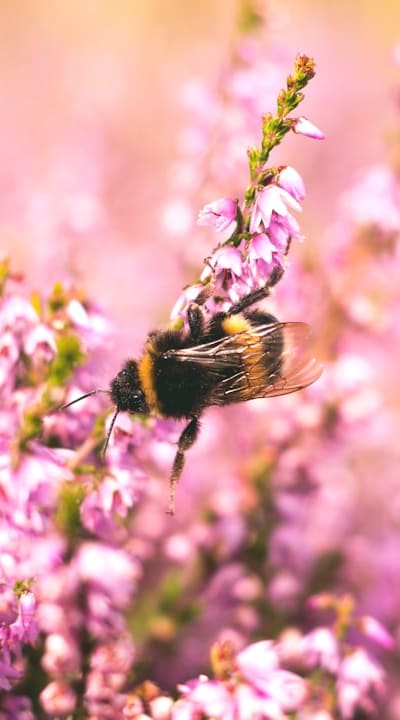 Alt text: A garden with vibrant native wildflowers attracting bees.