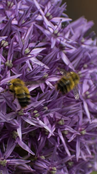 Colorful wildflowers attract pollinators like bees and butterflies.