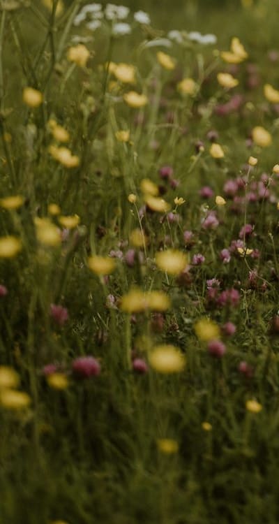 Mulching is important for wildflower care.