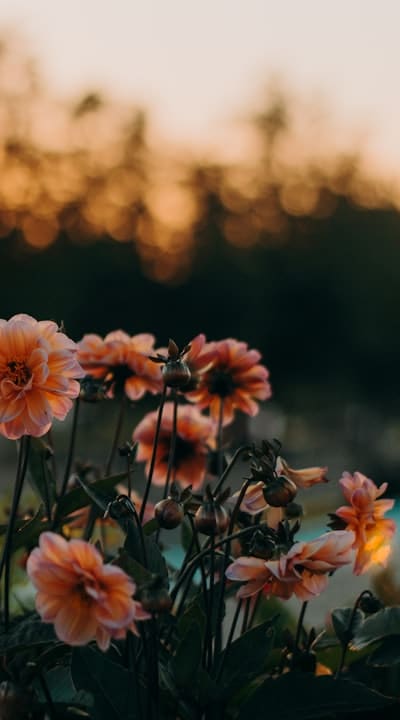 Conservation of wildflower seedlings enhances landscapes and biodiversity.