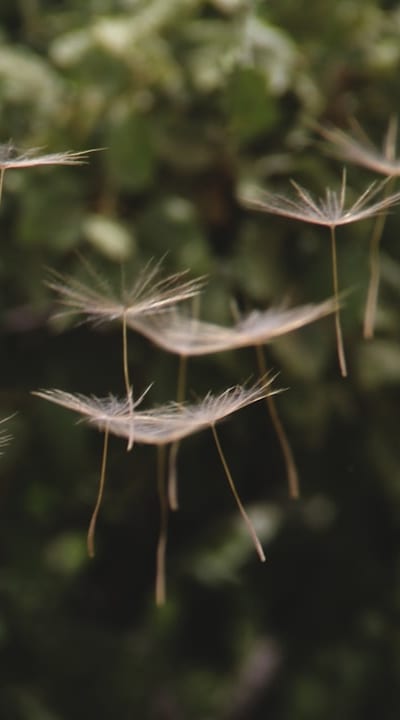 Harvesting and storing seeds from wildflowers for future planting.