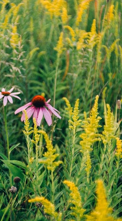 Unlock the Dormancy of Wildflower Seeds for Stunning Blooms