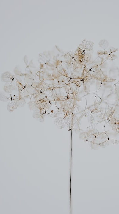 Selecting the appropriate seeds for growing wildflowers