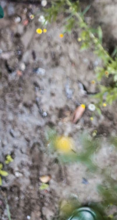 Enjoying the beauty of blooming wildflowers in your garden.