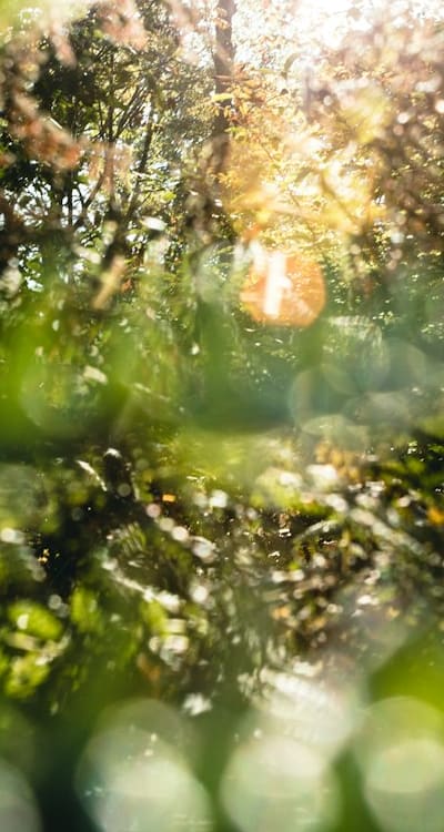 Native vs Non-Native Varieties, Choosing the right seeds is crucial.