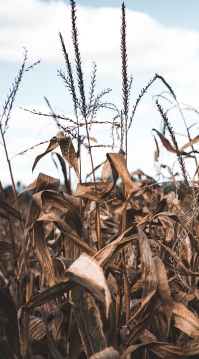 Recognizing the signs of underwatering in plants.