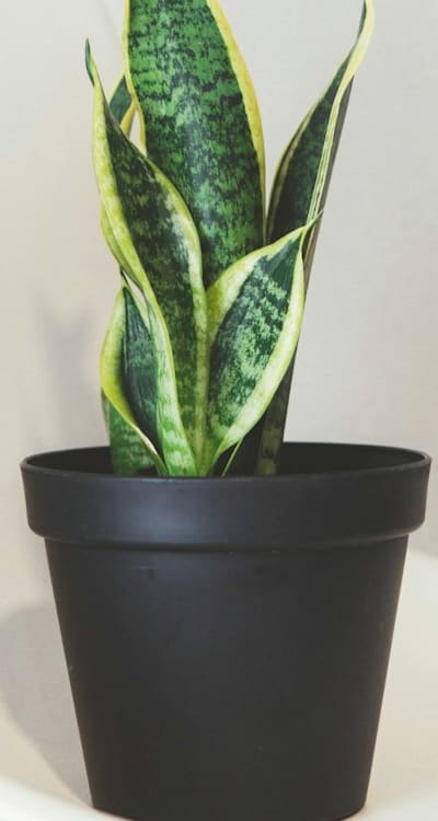 Bean plant leaves curling due to environmental factors.