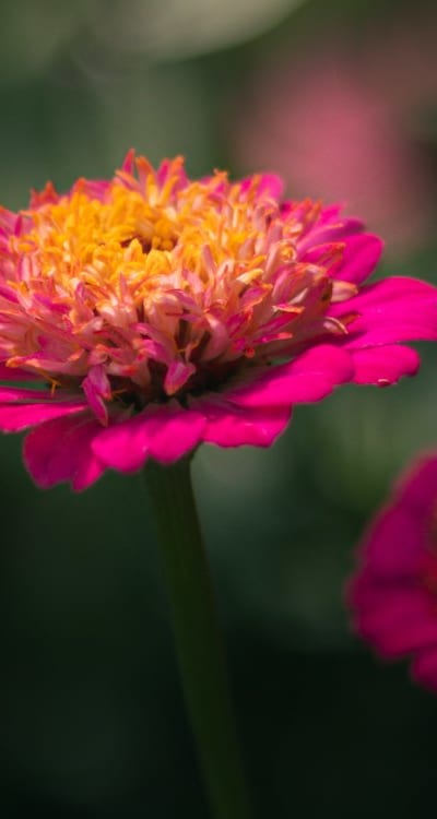 Healthy zinnia seedlings receiving proper care.