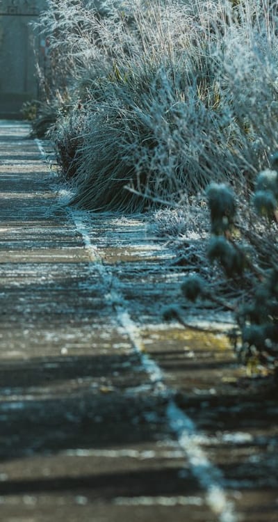 Vibrant zinnia garden with various seed types.