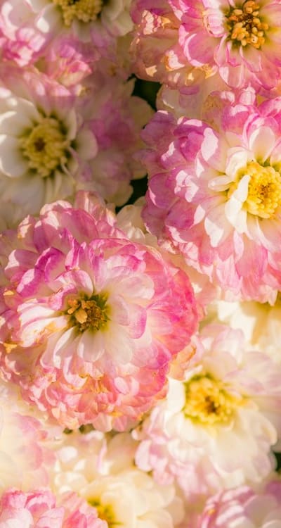 Vibrant zinnias in full bloom in a garden
