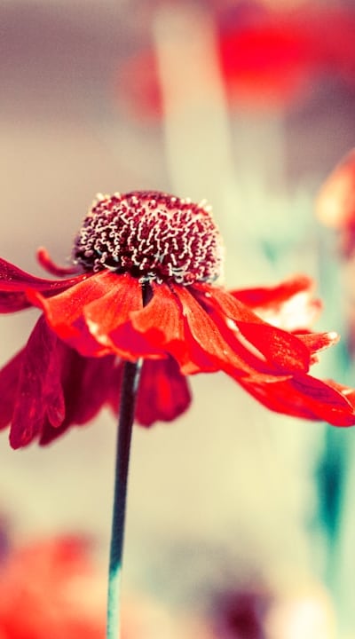 Essential tips for cultivating healthy and beautiful zinnias.