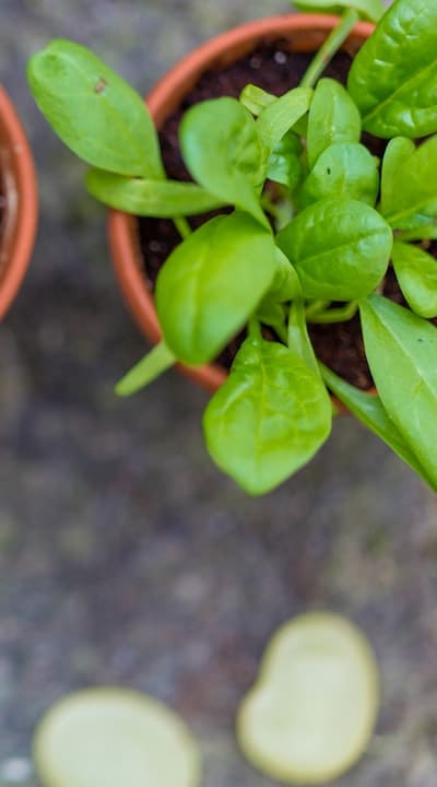 Zucchini, Seedling Diseases, a guide to protect your plants.
