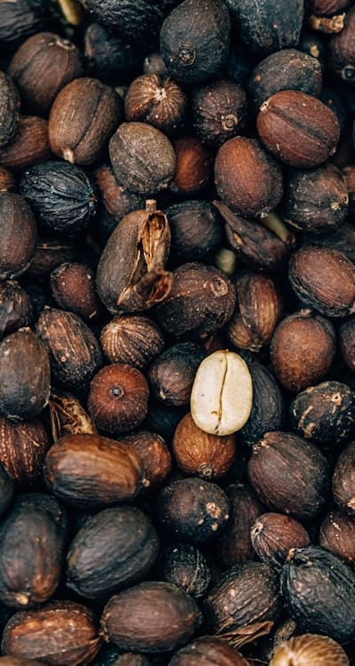 Zucchini seeds being germinated in a seed tray