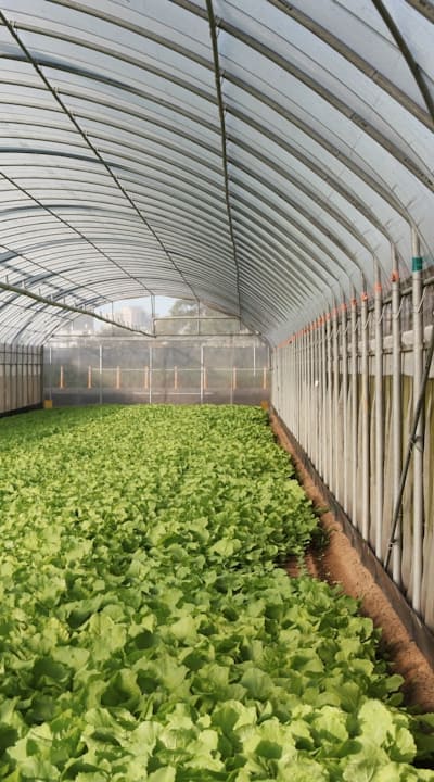 Organic pest control methods for zucchini seedlings