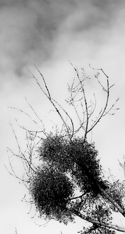 Zucchini seed germination: creating the perfect conditions for success