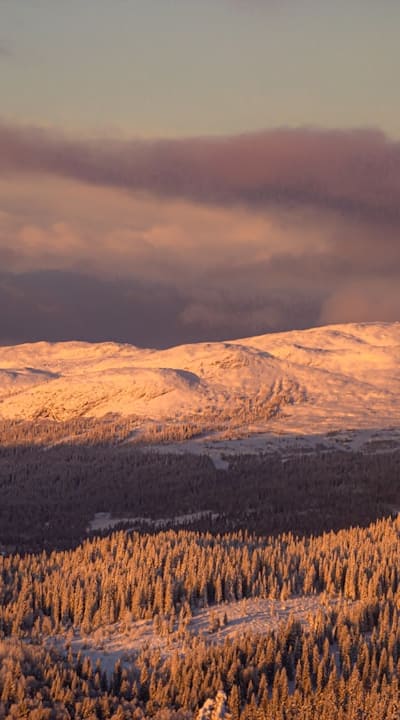 Tangible object: Flowers