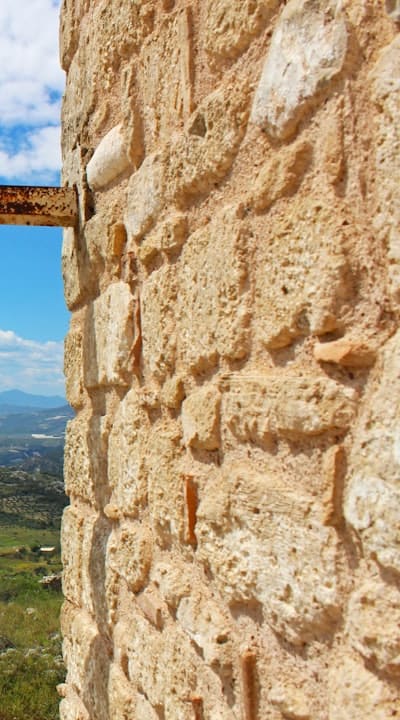 Pruning techniques for bell pepper plants at different growth stages